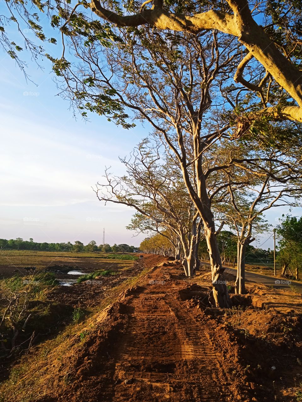 The wonderful environment of a village in sri lanka