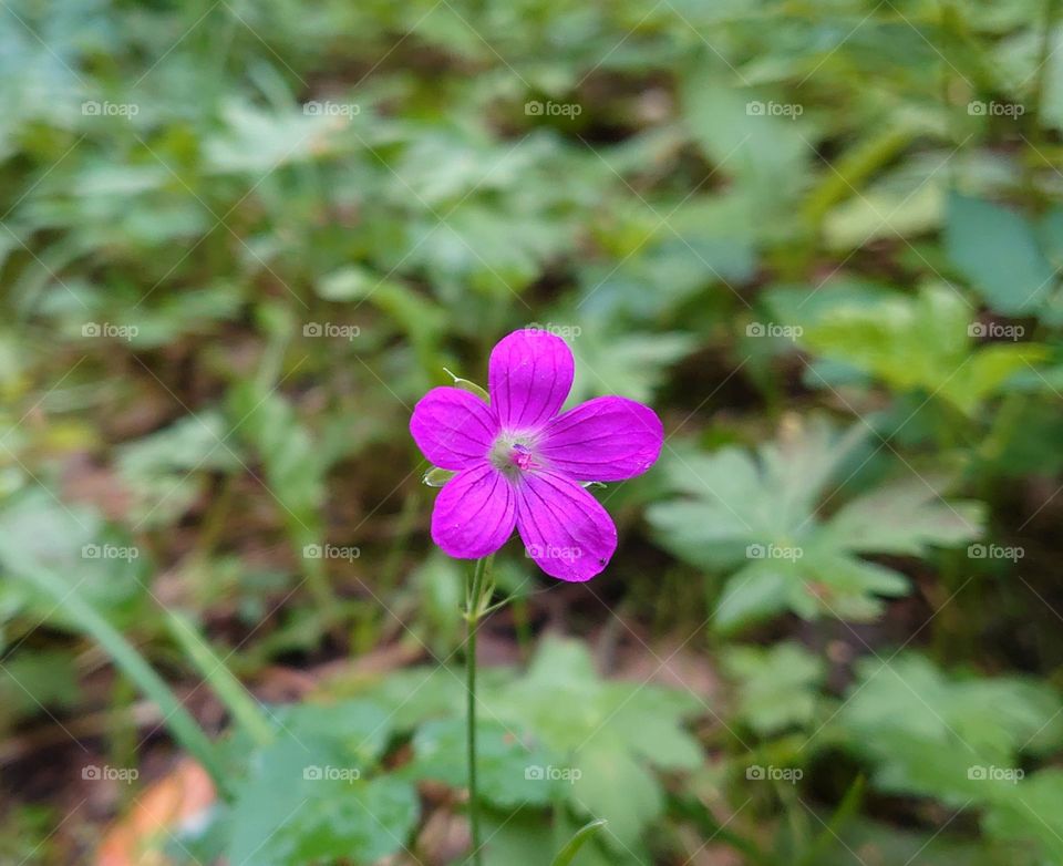 Forest geranium 💮🍀