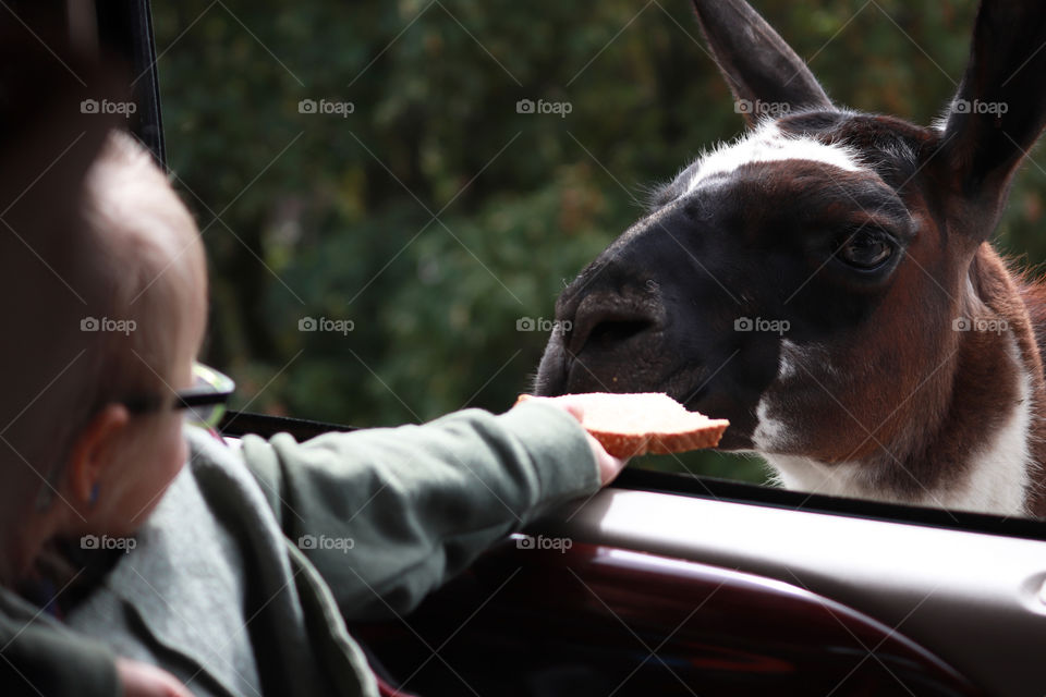 Child feeding a llama through an open car window