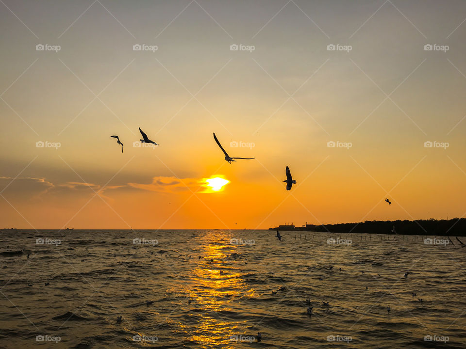Birds flying during sunset