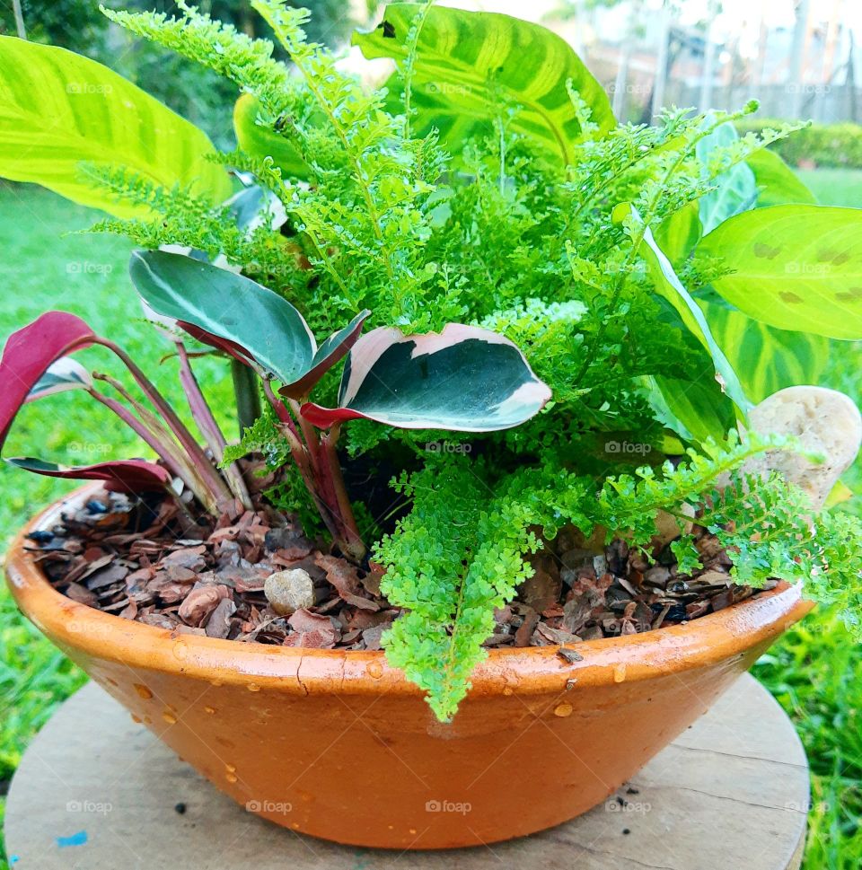 plant's arrangement