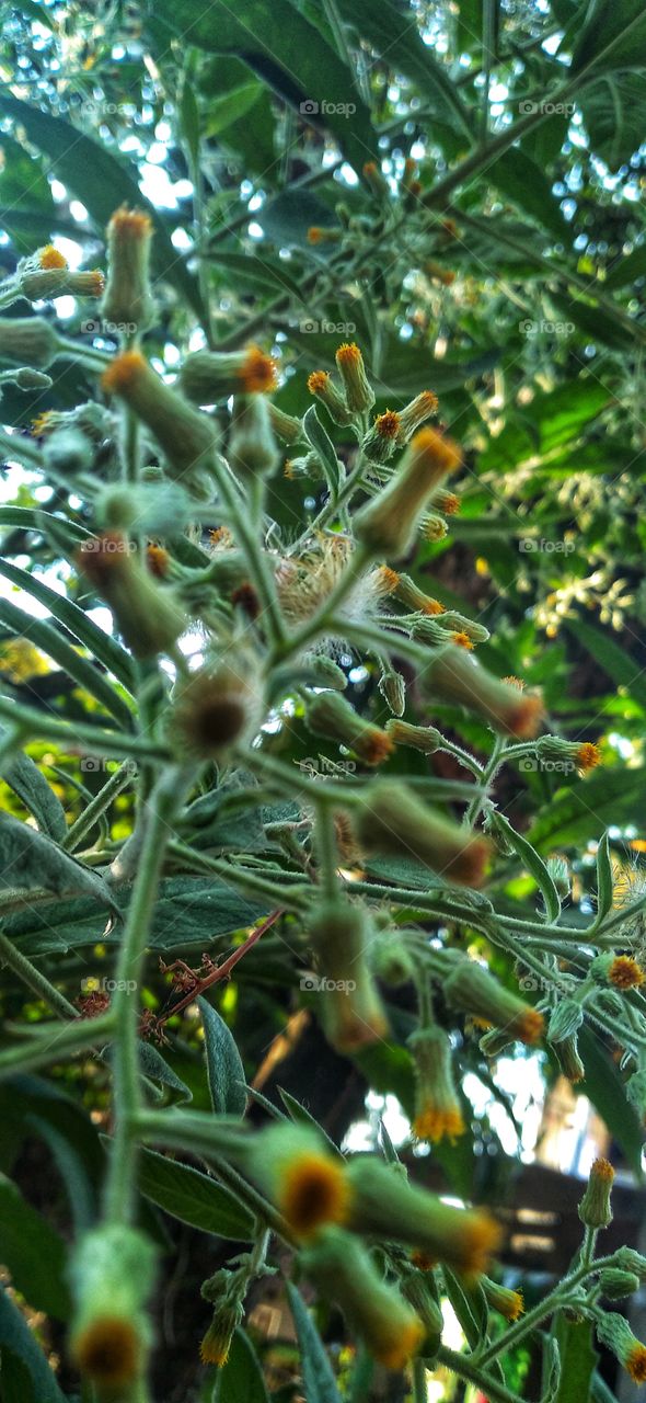 Senecio sylvaticus is a species of plant in the family Asteraceae