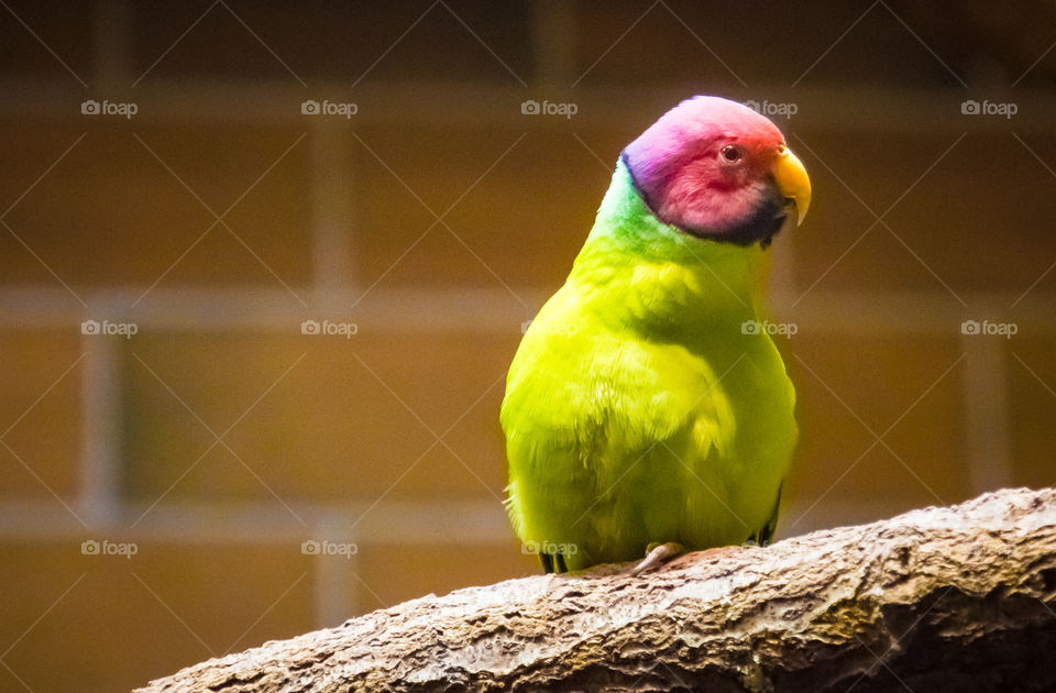 Green Parrot
