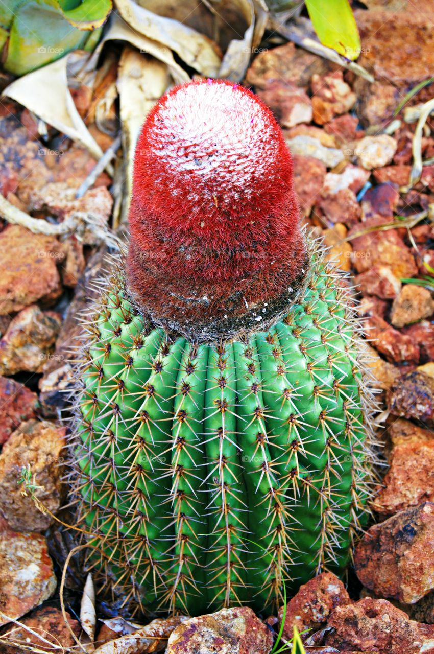 Close-up of cactus