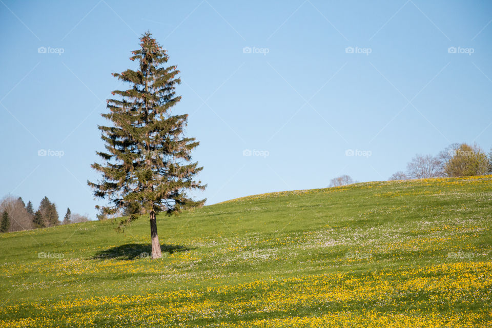 Single tree on hill in Bavarian