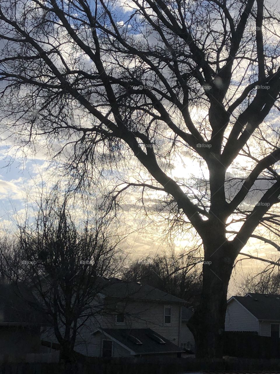 Dawn tree and sky