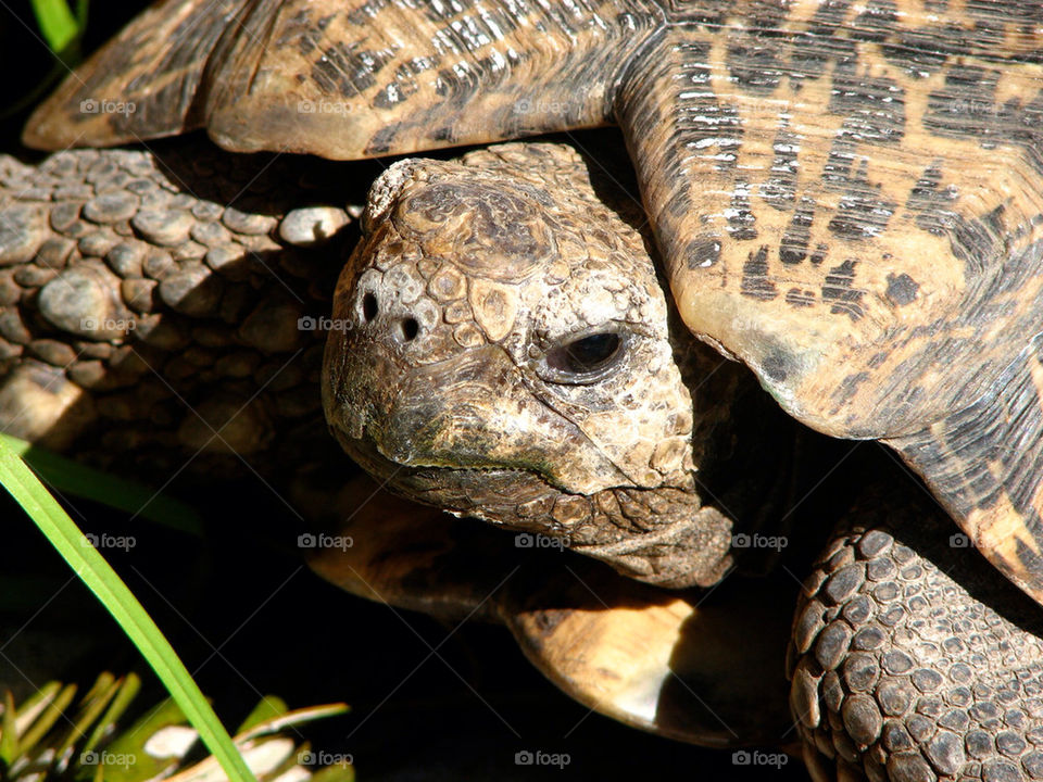 turtle shell tortoise by gatordukie