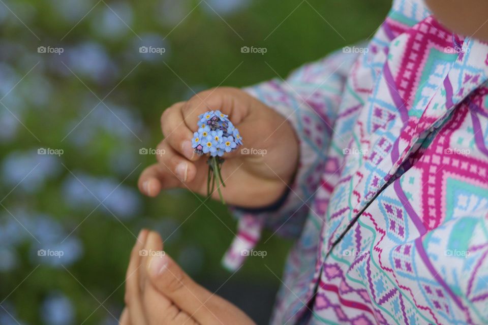 Child's hand is holding forget-me-nots