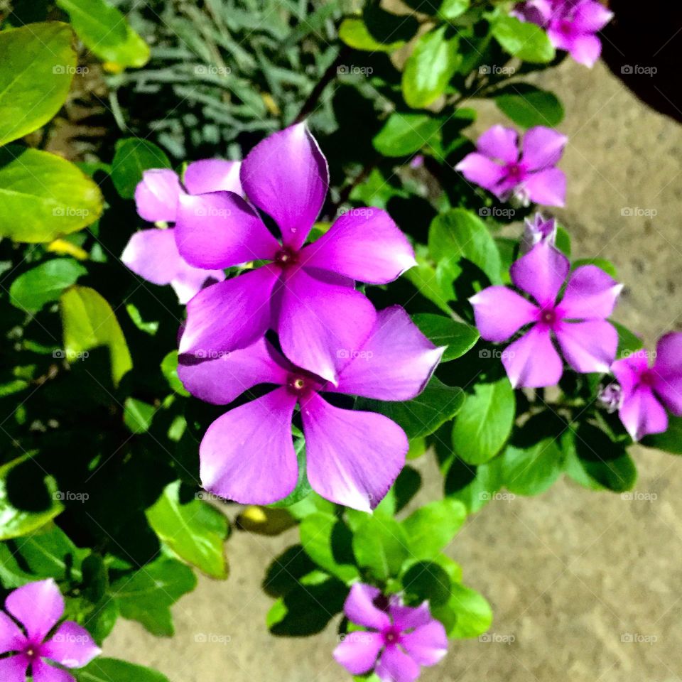 purple flowers