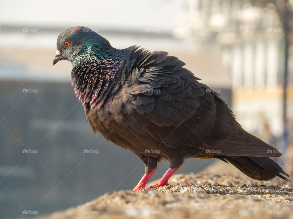 Pigeon standing on concrete wall edge