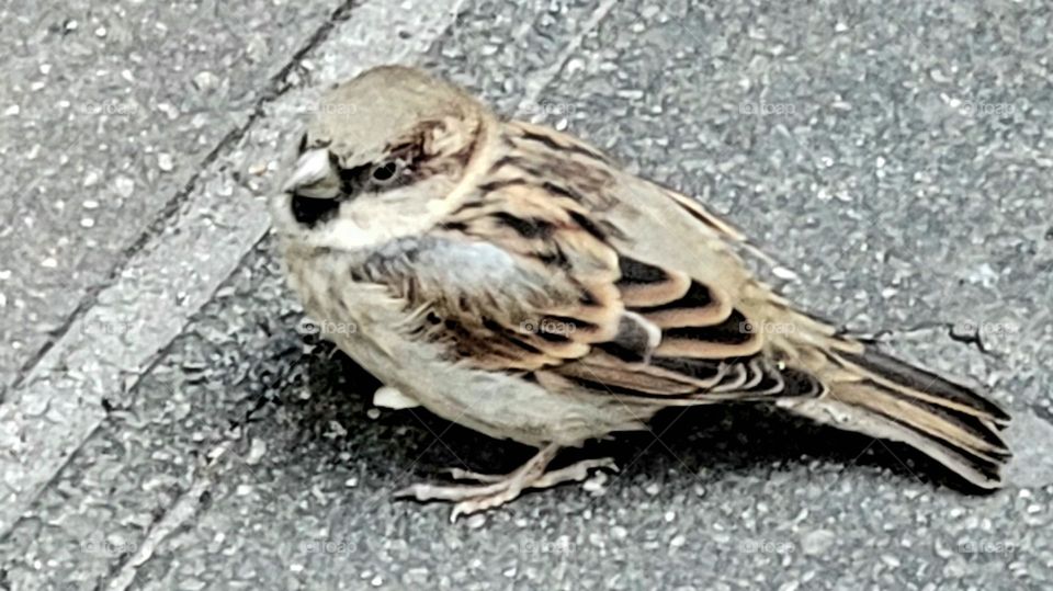 A pretty little bird