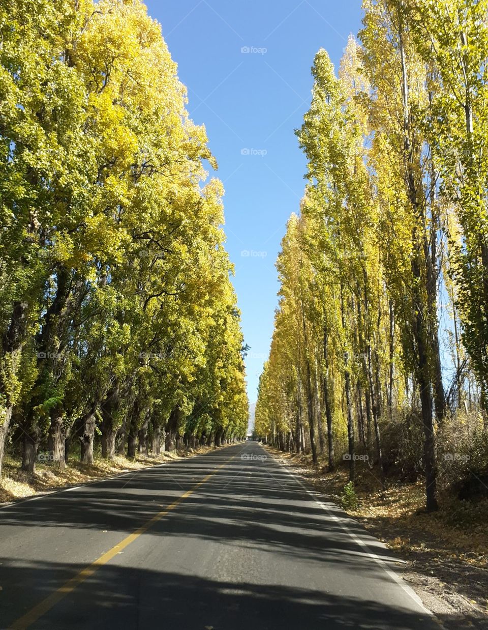 otoño presente