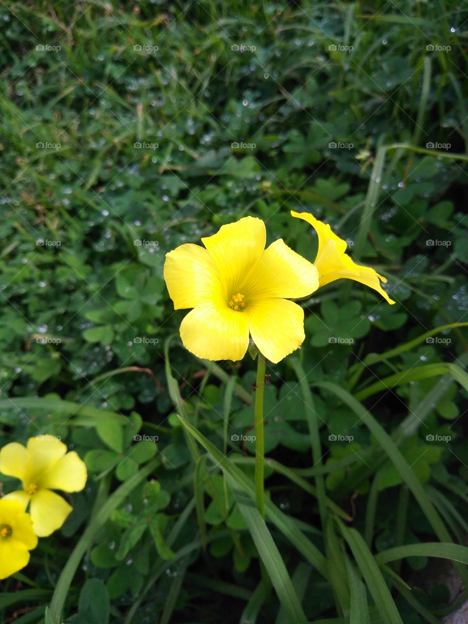 beautiful yellow flower in the yard