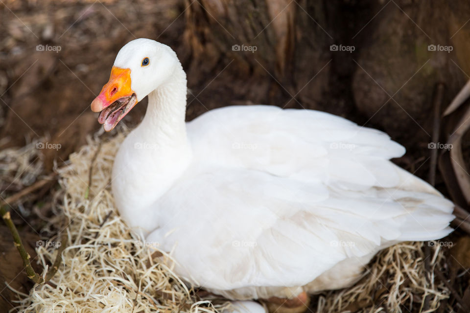 Mother goose doesn't let anyone get close to those treasures! Giving me many words and hisses to warn me off!