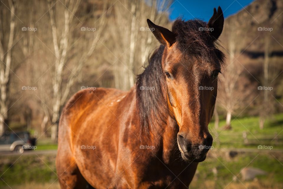 Brown majestic horse on green valley 