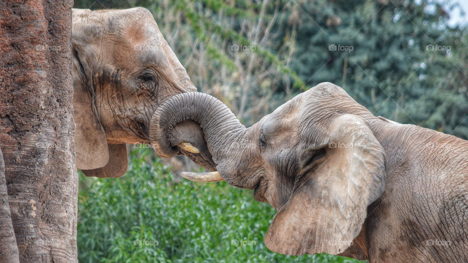 Elephants, Bioparc (Valencia - Spain)