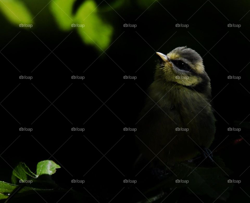 The beauty of the bird at night