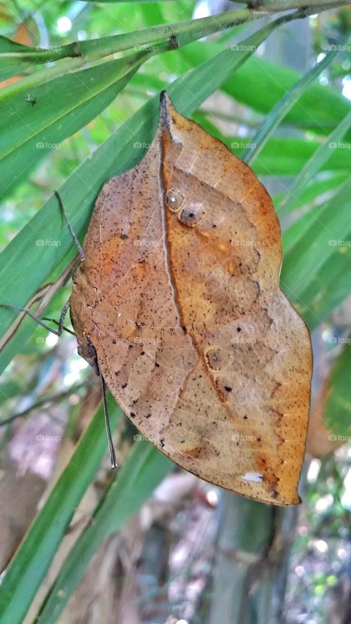 A butterfly that resembles a dry leaf
