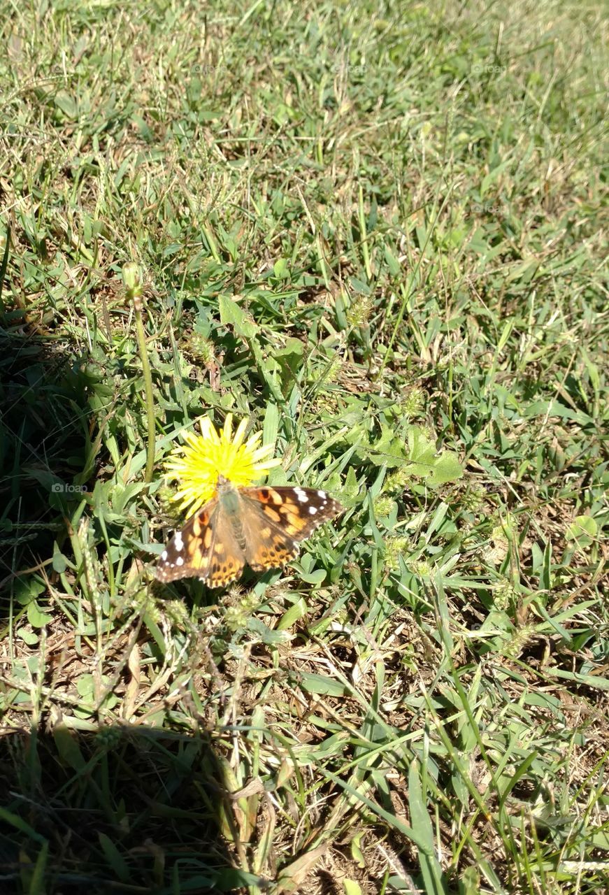 butterfly on a dandelion