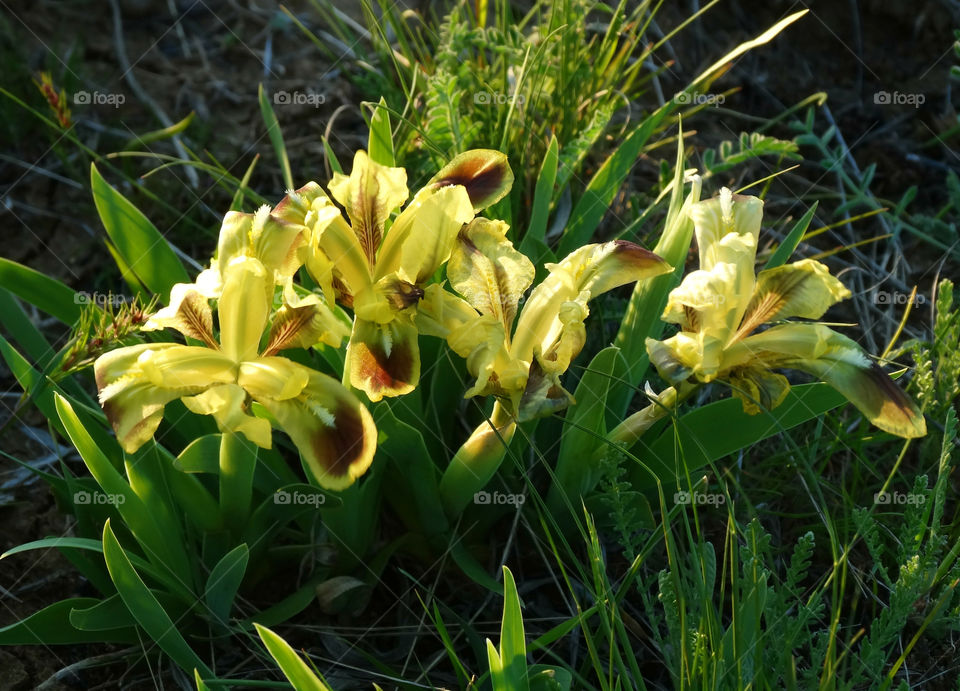 Wild flowers