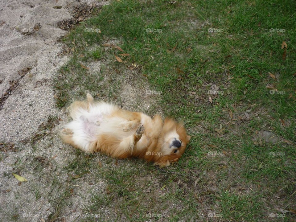 A dog laying down in the grass