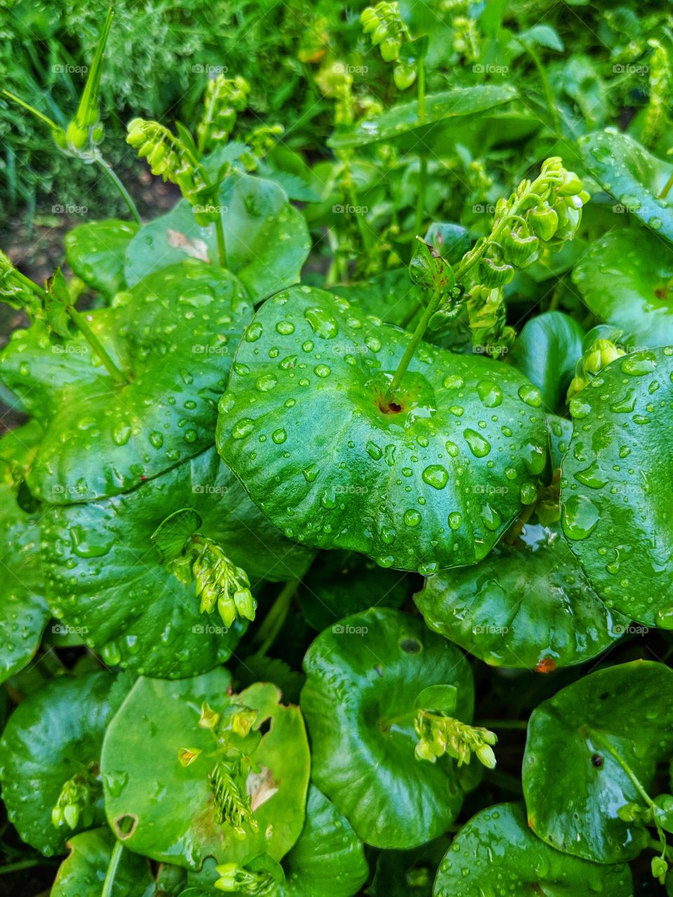 Miners Lettuce - Montia Perfoliata