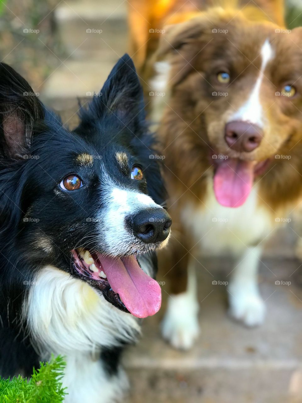 Border collies