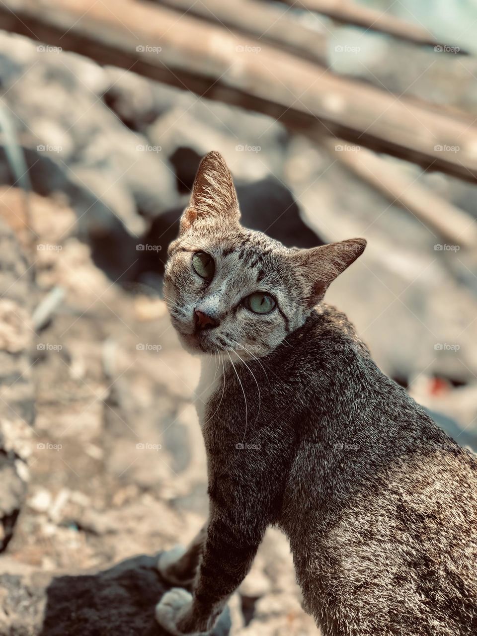 A photo of a cat by the sea shore 🥰