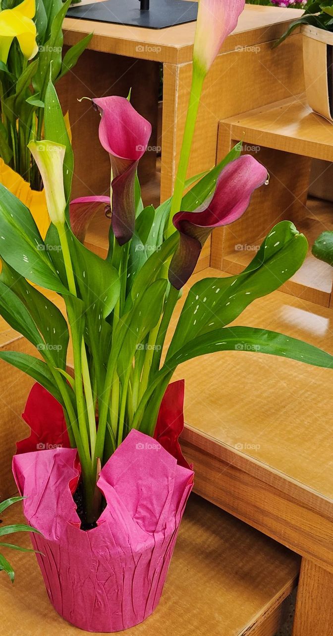 bold pink Calla Lily flowers with large green leaves in a pot with a pink wrapping