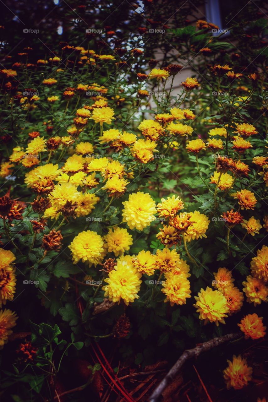 Yellow Chrysanthemums