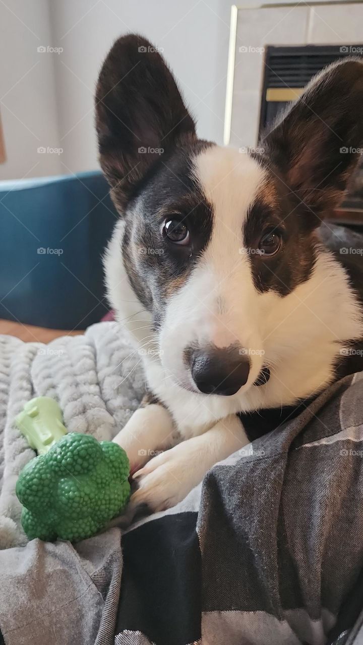 Corgi with Broccoli
