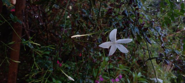 naturelove, beautiful, flowers, White, morning click