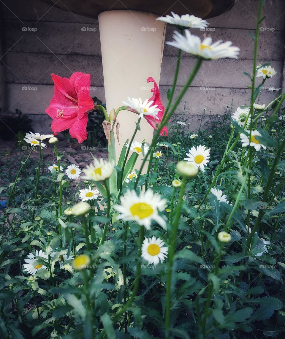 Flowers in the garden