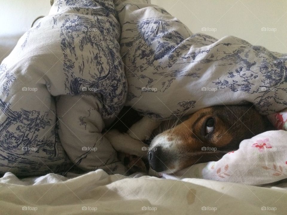 A cute dog in the sheets from ikea