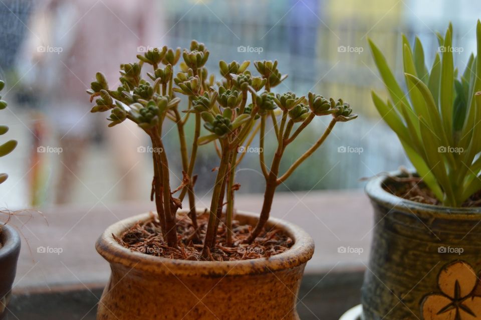 Pot, No Person, Growth, Flora, Nature