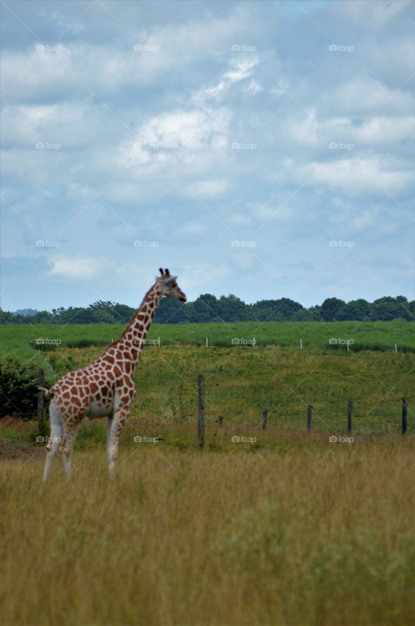 Hanging in the field