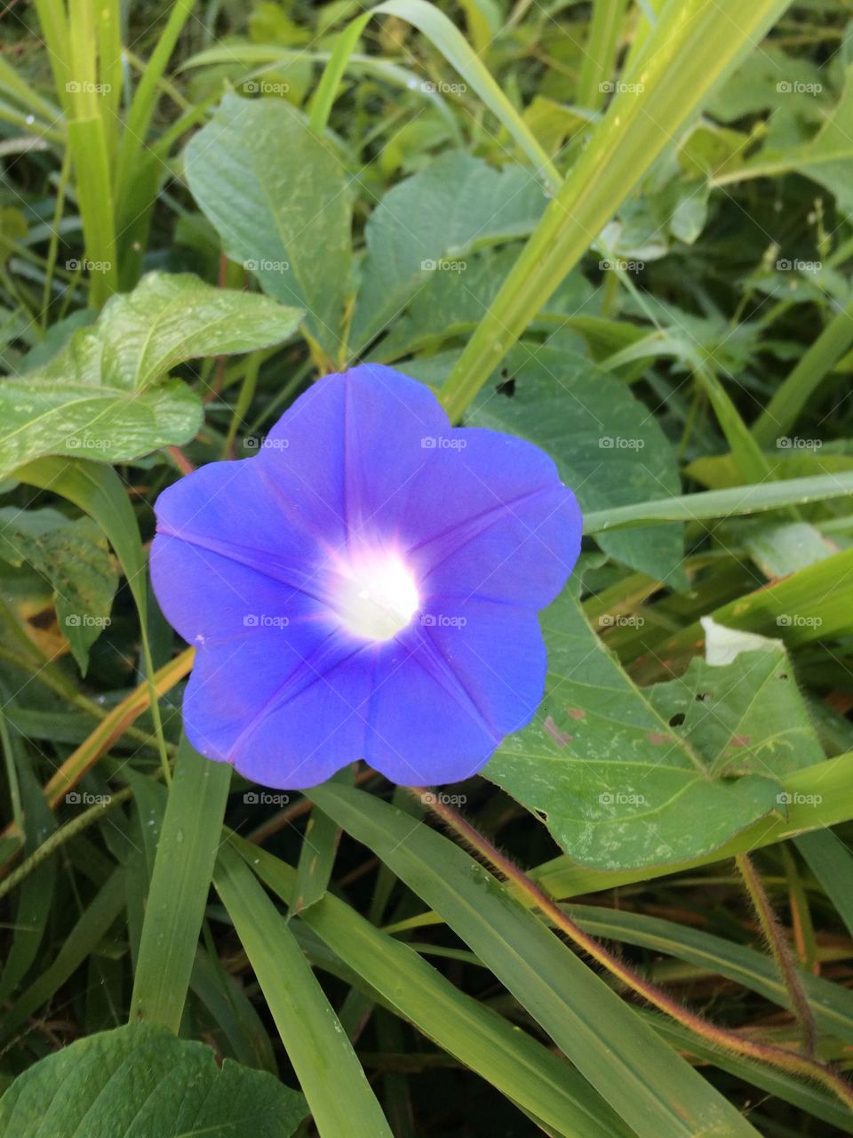 Morning Glory Bloom