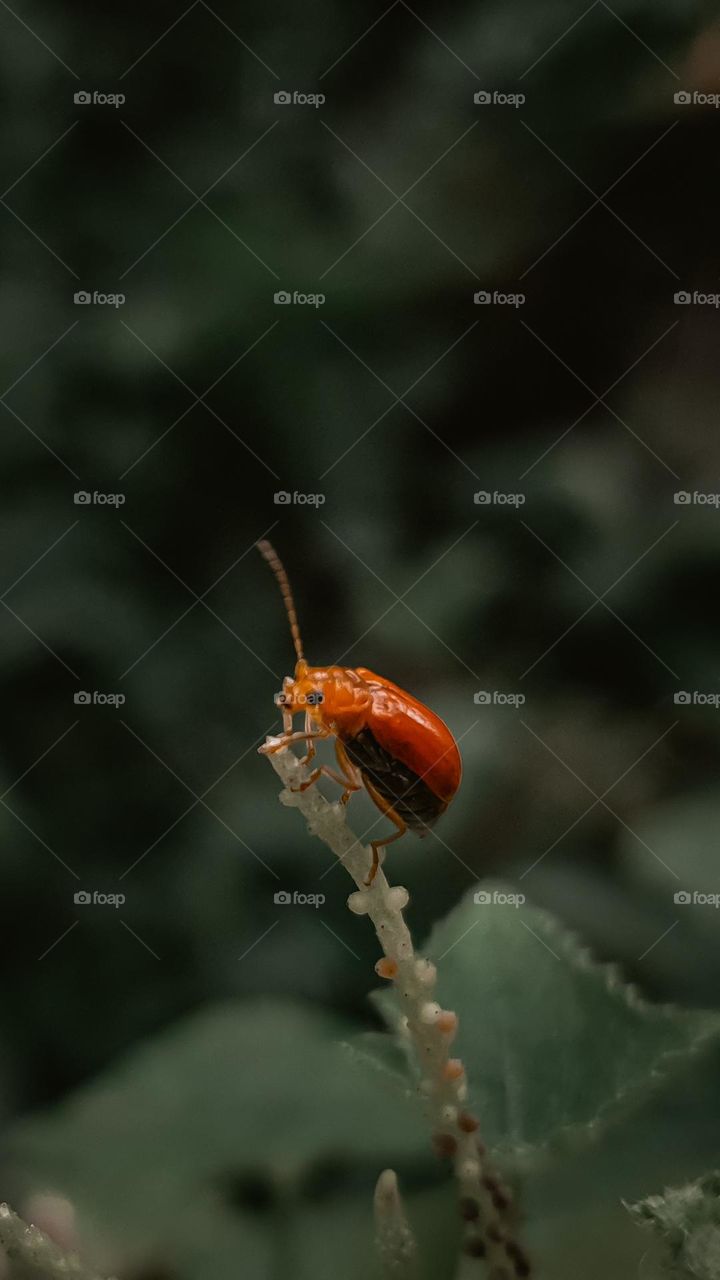 macro world:no name jpeg