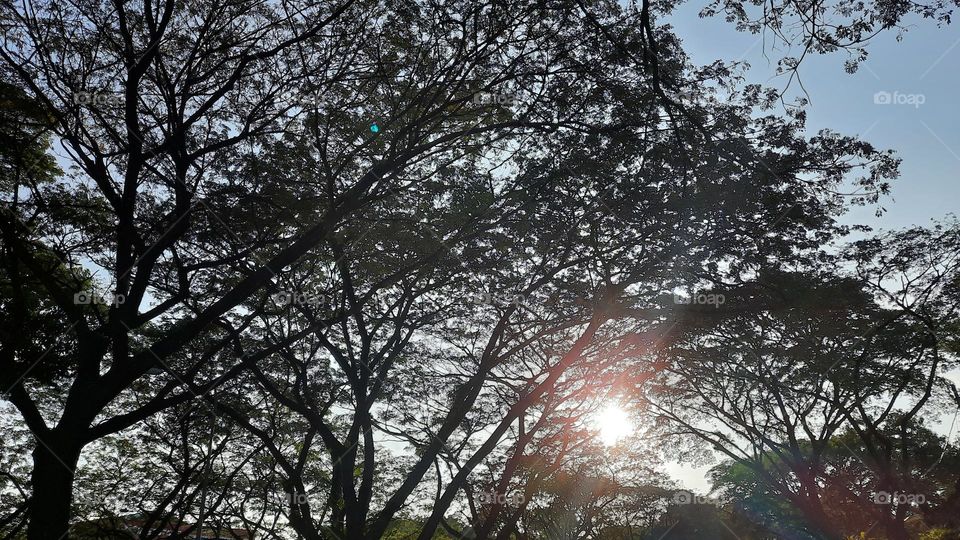 Tree Sunlight