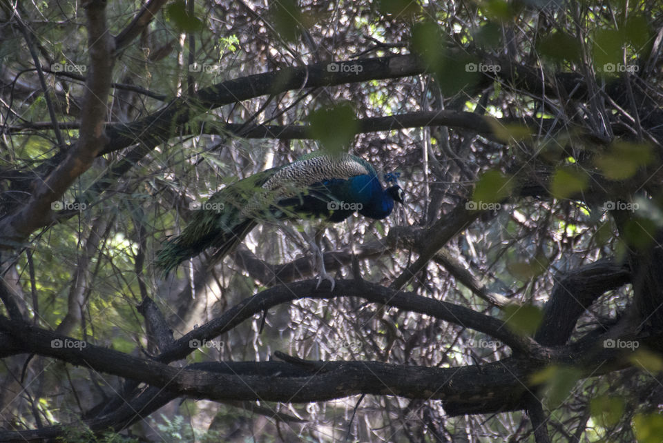 Peacock among the tree branches as if the peacock is the iris and the branches, the eye.