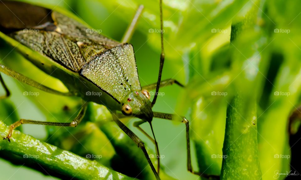 Leaf footed Bug (Coreidae), India
