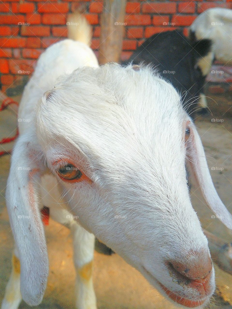 cute goat looking very beautiful