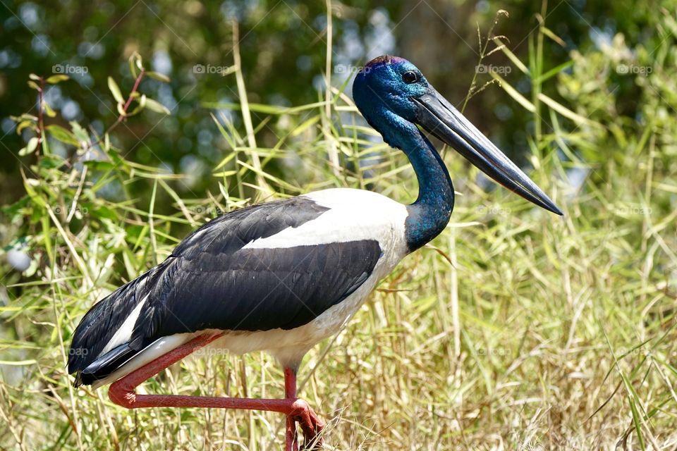 Black necked stork or Jabiru