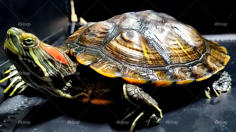 My kids Female Red Ear Slider. 1 yr 1 month old. 6.5 in in diameter. Her and my kid got alot in common. They're not shy, swim every single day and loves to eat goldfish. (The turtle likes live, my kid likes the cracker kind. 😃)