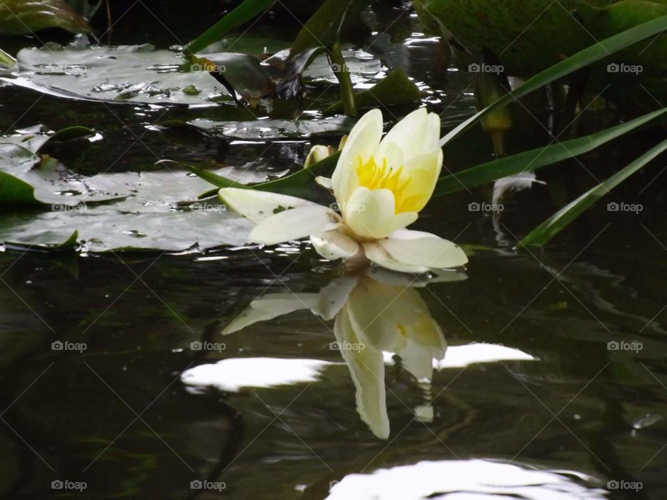 Pretty reflection of a waterlily on the Lancaster Canal