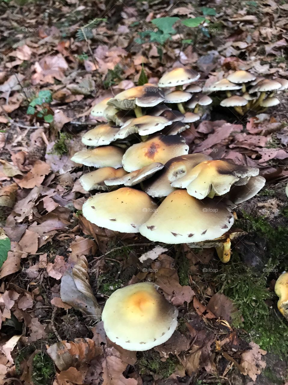 Steibachweiher Mushroom 