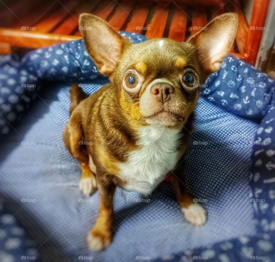 หนูชื่อมะตูมคะ