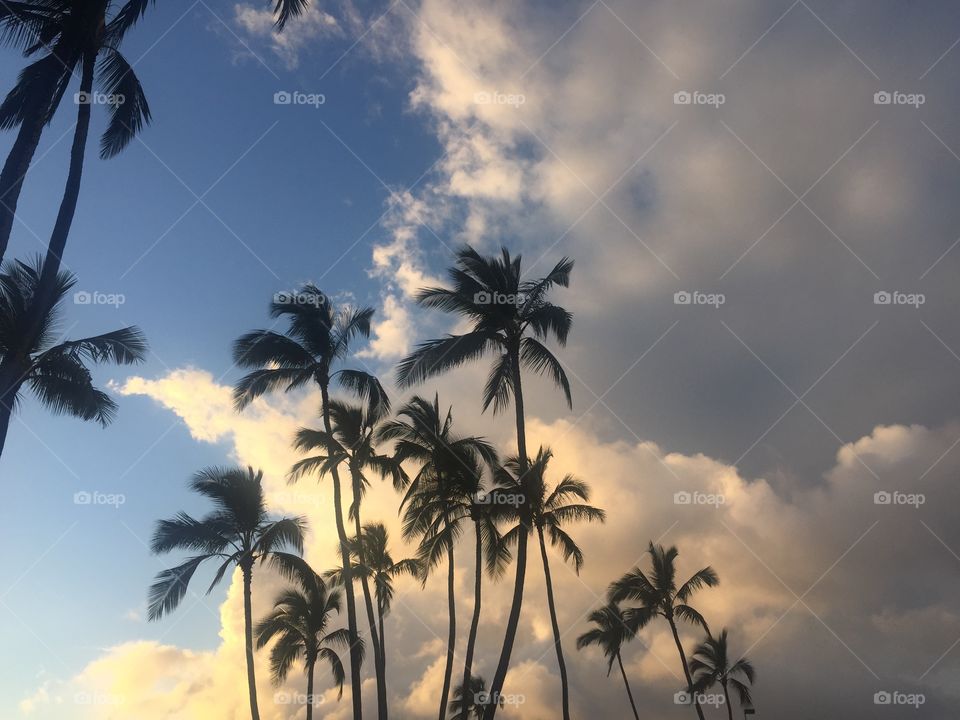 Palm tree sunset . Oahu north shore sunset