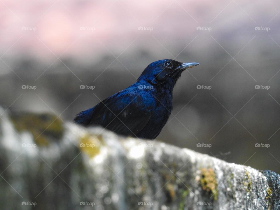 indian robin