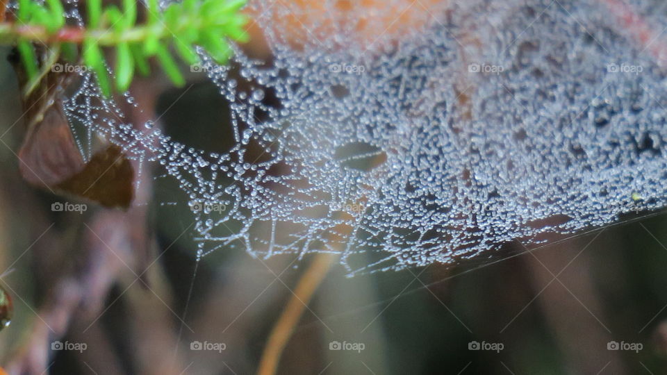 Spider work